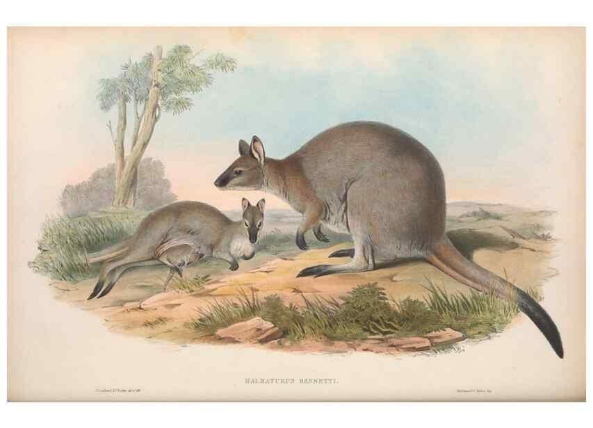 Reproducción/Reproduction 36147049423: The mammals of Australia.. London,Printed by Taylor and Francis, pub. by the author,1863.