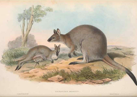 Reproducción/Reproduction 36147049423: The mammals of Australia.. London,Printed by Taylor and Francis, pub. by the author,1863.