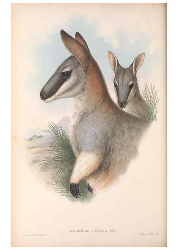 Reproducción/Reproduction 36147051303: The mammals of Australia.. London,Printed by Taylor and Francis, pub. by the author,1863.