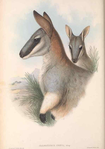 Reproducción/Reproduction 36147051303: The mammals of Australia.. London,Printed by Taylor and Francis, pub. by the author,1863.