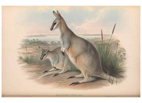 Reproducción/Reproduction 36147053013: The mammals of Australia.. London,Printed by Taylor and Francis, pub. by the author,1863.