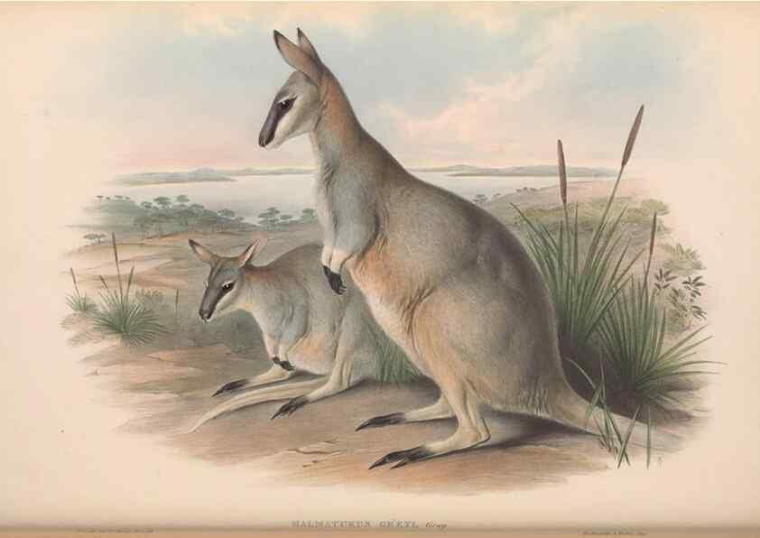 Reproducción/Reproduction 36147053013: The mammals of Australia.. London,Printed by Taylor and Francis, pub. by the author,1863.