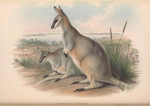 Reproducción/Reproduction 36147053013: The mammals of Australia.. London,Printed by Taylor and Francis, pub. by the author,1863.