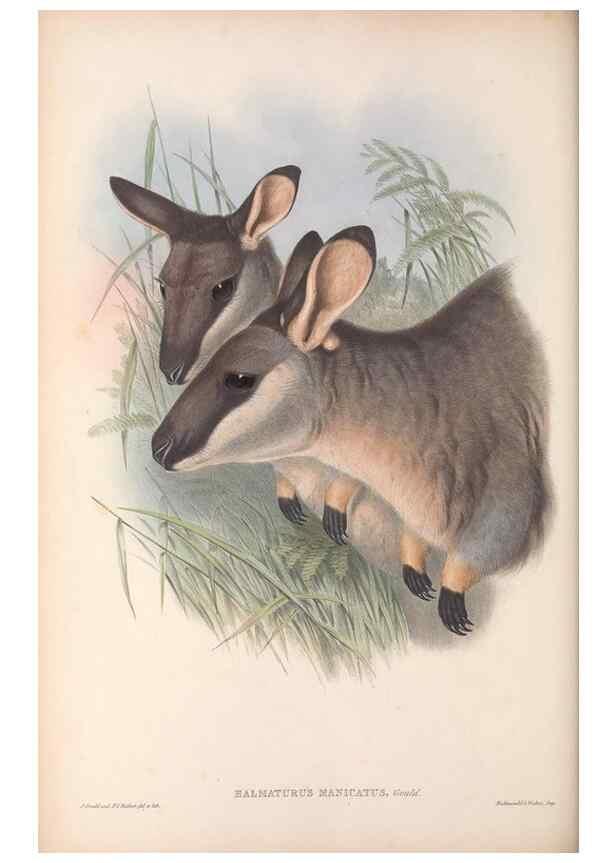 Reproducción/Reproduction 36767911066: The mammals of Australia.. London,Printed by Taylor and Francis, pub. by the author,1863.