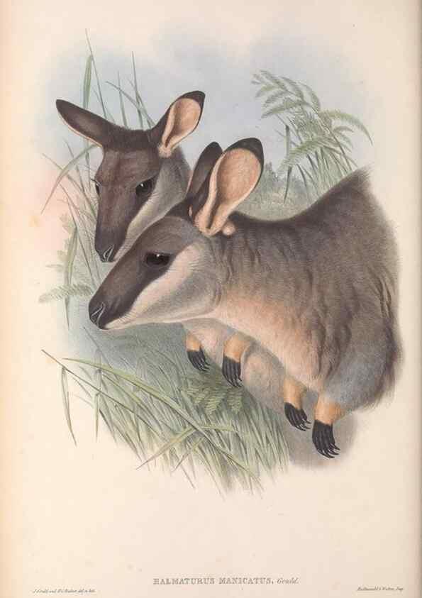 Reproducción/Reproduction 36767911066: The mammals of Australia.. London,Printed by Taylor and Francis, pub. by the author,1863.