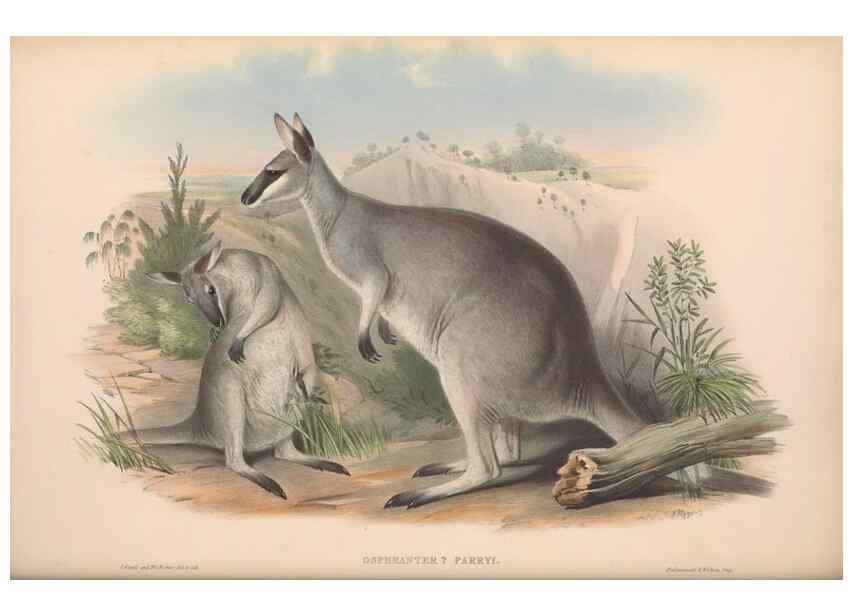 Reproducción/Reproduction 36815774401: The mammals of Australia.. London,Printed by Taylor and Francis, pub. by the author,1863.