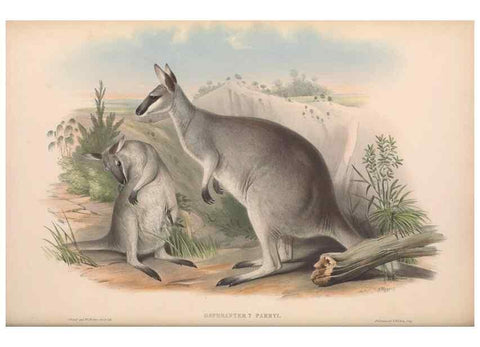 Reproducción/Reproduction 36815774401: The mammals of Australia.. London,Printed by Taylor and Francis, pub. by the author,1863.