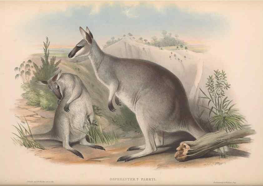 Reproducción/Reproduction 36815774401: The mammals of Australia.. London,Printed by Taylor and Francis, pub. by the author,1863.