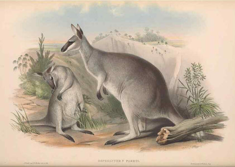 Reproducción/Reproduction 36815774401: The mammals of Australia.. London,Printed by Taylor and Francis, pub. by the author,1863.