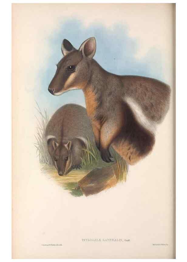 Reproducción/Reproduction 36784311822: The mammals of Australia.. London,Printed by Taylor and Francis, pub. by the author,1863.