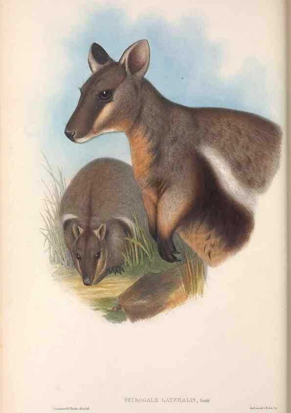 Reproducción/Reproduction 36784311822: The mammals of Australia.. London,Printed by Taylor and Francis, pub. by the author,1863.