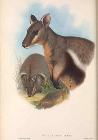 Reproducción/Reproduction 36784311822: The mammals of Australia.. London,Printed by Taylor and Francis, pub. by the author,1863.