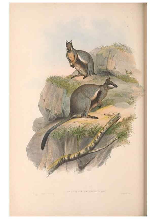 Reproducción/Reproduction 36120961974: The mammals of Australia.. London,Printed by Taylor and Francis, pub. by the author,1863.