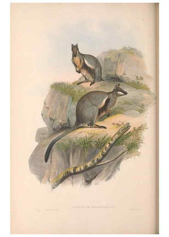 Reproducción/Reproduction 36120961974: The mammals of Australia.. London,Printed by Taylor and Francis, pub. by the author,1863.