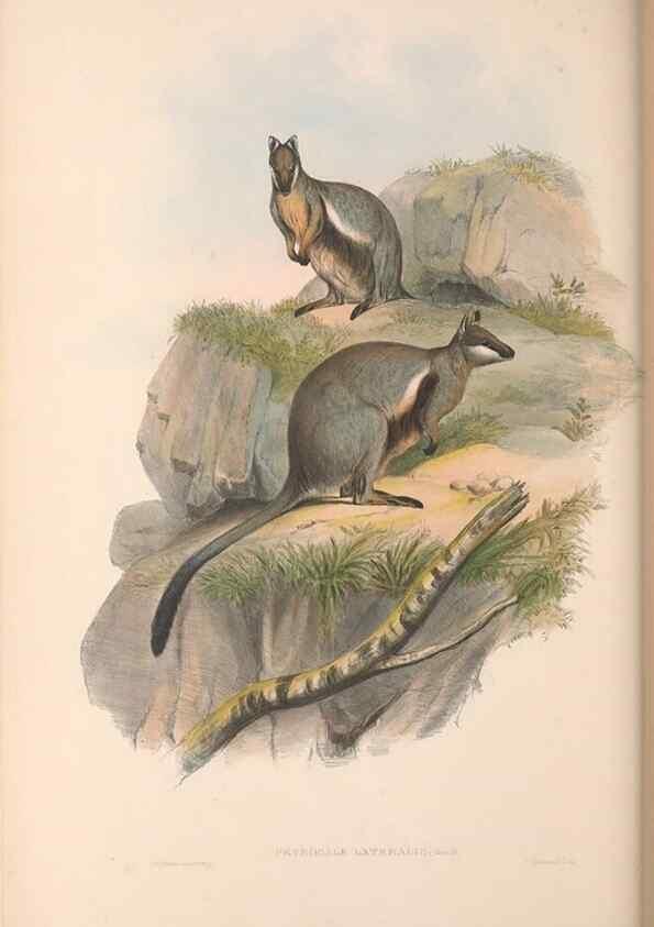 Reproducción/Reproduction 36120961974: The mammals of Australia.. London,Printed by Taylor and Francis, pub. by the author,1863.