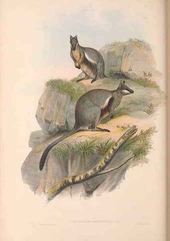 Reproducción/Reproduction 36120961974: The mammals of Australia.. London,Printed by Taylor and Francis, pub. by the author,1863.