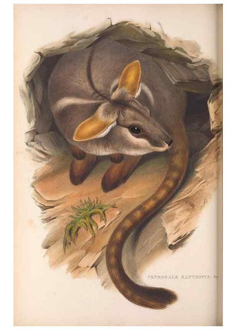 Reproducción/Reproduction 36120963464: The mammals of Australia.. London,Printed by Taylor and Francis, pub. by the author,1863.