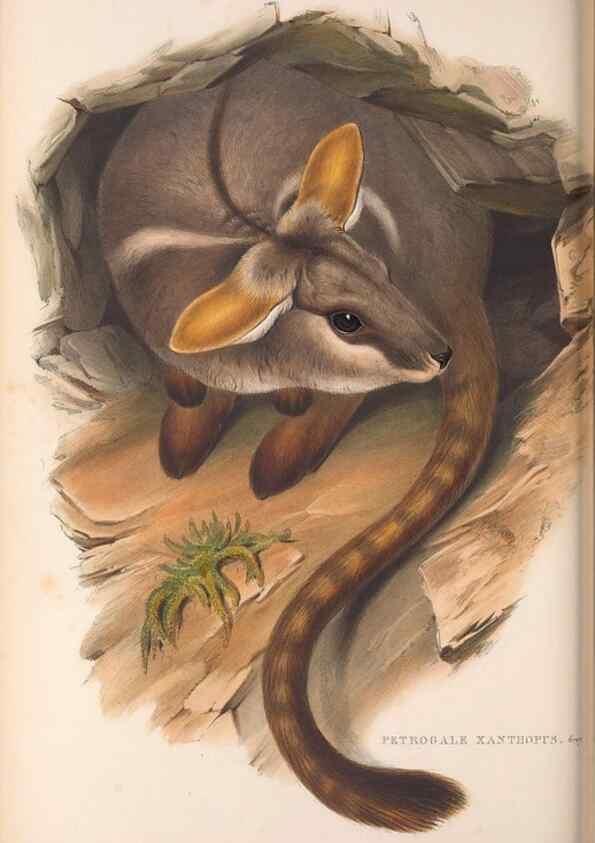 Reproducción/Reproduction 36120963464: The mammals of Australia.. London,Printed by Taylor and Francis, pub. by the author,1863.