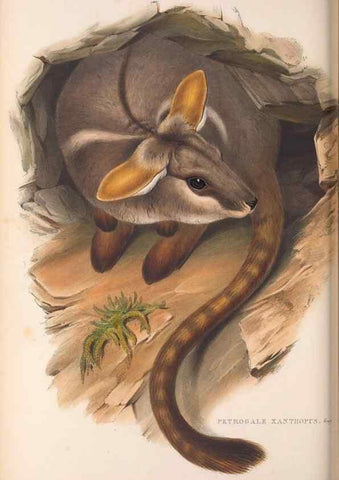 Reproducción/Reproduction 36120963464: The mammals of Australia.. London,Printed by Taylor and Francis, pub. by the author,1863.