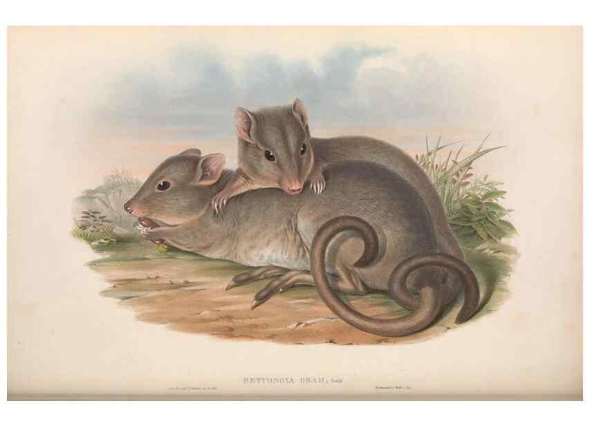 Reproducción/Reproduction 36784351762: The mammals of Australia.. London,Printed by Taylor and Francis, pub. by the author,1863.