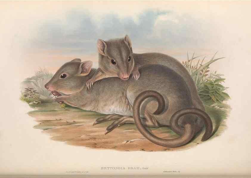 Reproducción/Reproduction 36784351762: The mammals of Australia.. London,Printed by Taylor and Francis, pub. by the author,1863.