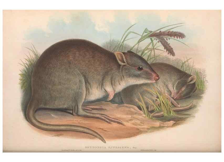 Reproducción/Reproduction 36784353882: The mammals of Australia.. London,Printed by Taylor and Francis, pub. by the author,1863.