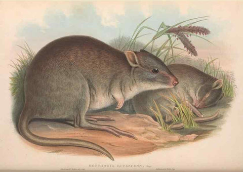 Reproducción/Reproduction 36784353882: The mammals of Australia.. London,Printed by Taylor and Francis, pub. by the author,1863.