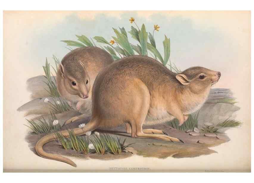 Reproducción/Reproduction 36559245010: The mammals of Australia.. London,Printed by Taylor and Francis, pub. by the author,1863.