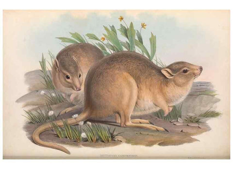 Reproducción/Reproduction 36559245010: The mammals of Australia.. London,Printed by Taylor and Francis, pub. by the author,1863.