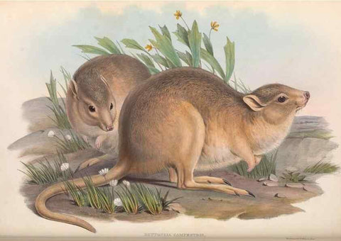 Reproducción/Reproduction 36559245010: The mammals of Australia.. London,Printed by Taylor and Francis, pub. by the author,1863.