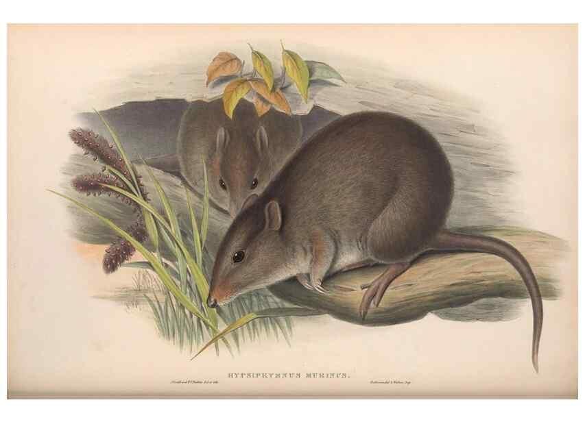 Reproducción/Reproduction 36559246430: The mammals of Australia.. London,Printed by Taylor and Francis, pub. by the author,1863.