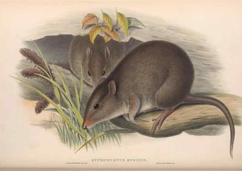 Reproducción/Reproduction 36559246430: The mammals of Australia.. London,Printed by Taylor and Francis, pub. by the author,1863.