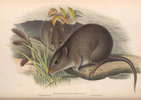 Reproducción/Reproduction 36559246430: The mammals of Australia.. London,Printed by Taylor and Francis, pub. by the author,1863.