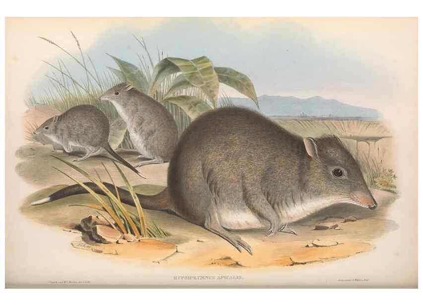 Reproducción/Reproduction 36784359352: The mammals of Australia.. London,Printed by Taylor and Francis, pub. by the author,1863.