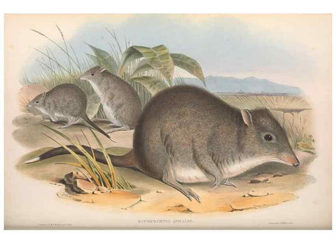 Reproducción/Reproduction 36784359352: The mammals of Australia.. London,Printed by Taylor and Francis, pub. by the author,1863.
