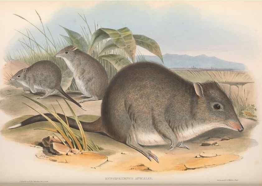 Reproducción/Reproduction 36784359352: The mammals of Australia.. London,Printed by Taylor and Francis, pub. by the author,1863.