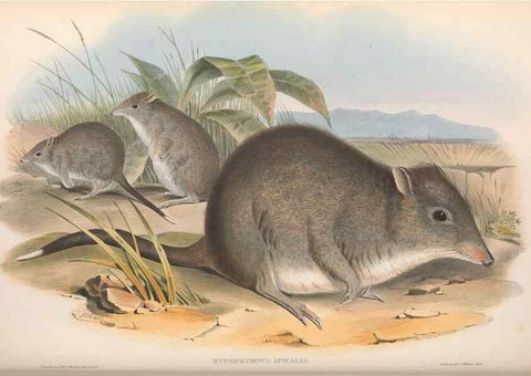 Reproducción/Reproduction 36784359352: The mammals of Australia.. London,Printed by Taylor and Francis, pub. by the author,1863.