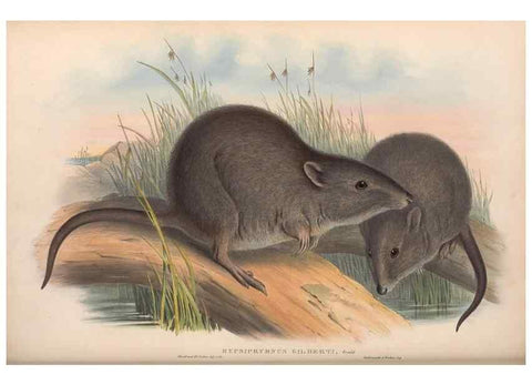 Reproducción/Reproduction 36784360632: The mammals of Australia.. London,Printed by Taylor and Francis, pub. by the author,1863.