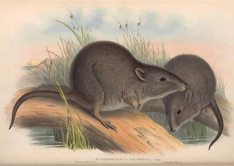Reproducción/Reproduction 36784360632: The mammals of Australia.. London,Printed by Taylor and Francis, pub. by the author,1863.