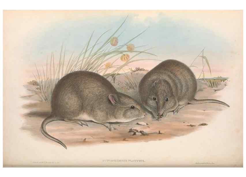 Reproducción/Reproduction 36784362302: The mammals of Australia.. London,Printed by Taylor and Francis, pub. by the author,1863.