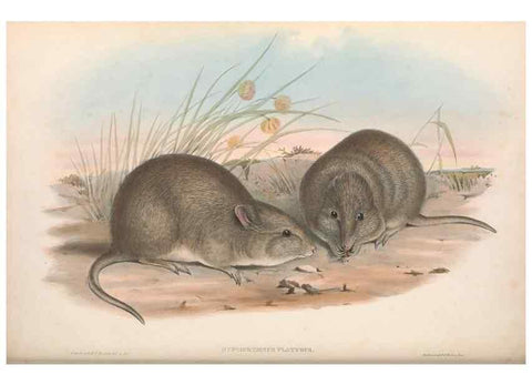 Reproducción/Reproduction 36784362302: The mammals of Australia.. London,Printed by Taylor and Francis, pub. by the author,1863.