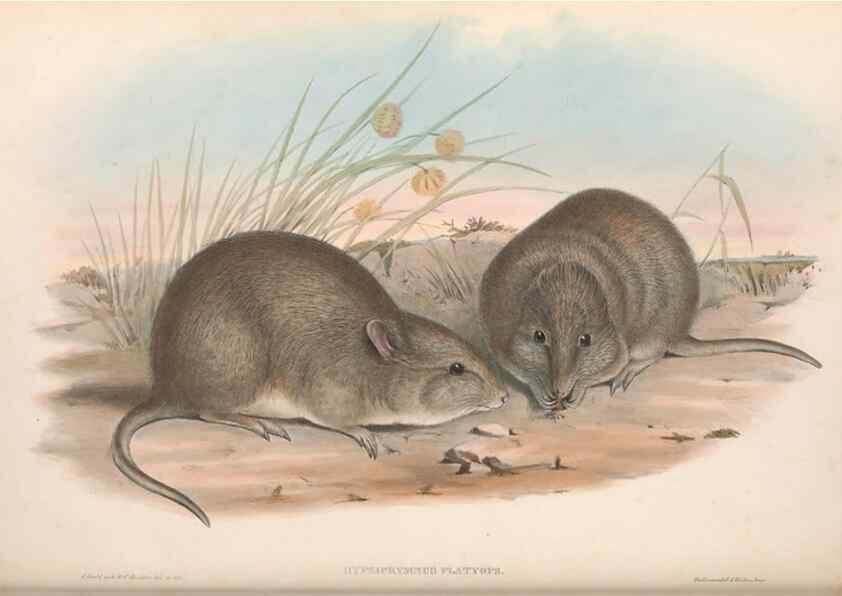 Reproducción/Reproduction 36784362302: The mammals of Australia.. London,Printed by Taylor and Francis, pub. by the author,1863.