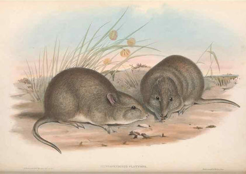 Reproducción/Reproduction 36784362302: The mammals of Australia.. London,Printed by Taylor and Francis, pub. by the author,1863.