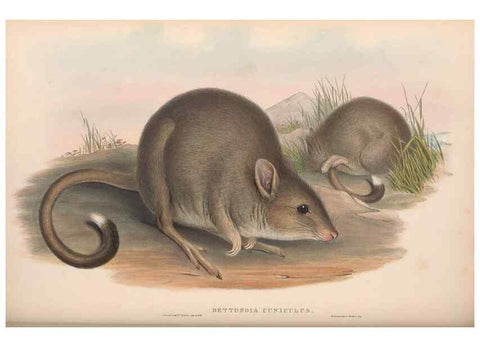 Reproducción/Reproduction 36784349812: The mammals of Australia.. London,Printed by Taylor and Francis, pub. by the author,1863.