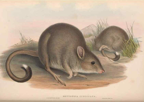 Reproducción/Reproduction 36784349812: The mammals of Australia.. London,Printed by Taylor and Francis, pub. by the author,1863.