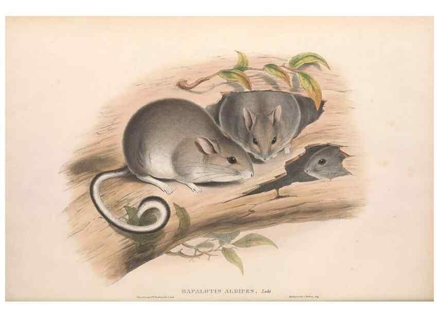 Reproducción/Reproduction 36768418876: The mammals of Australia.. London,Printed by Taylor and Francis, pub. by the author,1863.
