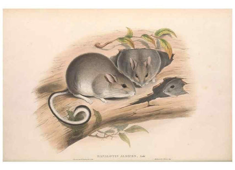 Reproducción/Reproduction 36768418876: The mammals of Australia.. London,Printed by Taylor and Francis, pub. by the author,1863.
