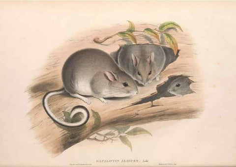 Reproducción/Reproduction 36768418876: The mammals of Australia.. London,Printed by Taylor and Francis, pub. by the author,1863.