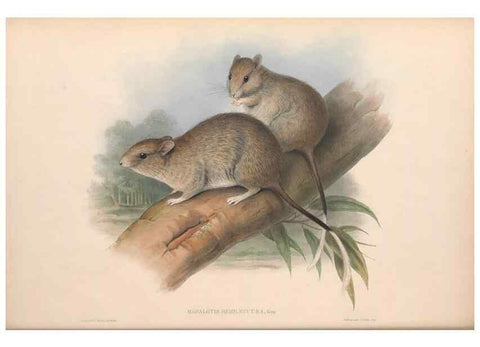 Reproducción/Reproduction 36768424976: The mammals of Australia.. London,Printed by Taylor and Francis, pub. by the author,1863.