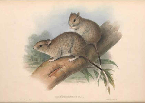 Reproducción/Reproduction 36768424976: The mammals of Australia.. London,Printed by Taylor and Francis, pub. by the author,1863.